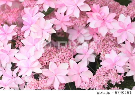 紫陽花 「ダンスパーティ」 6740561
