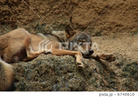 ヨーロッパオオカミ ヨーロッパオオカミ 6740610