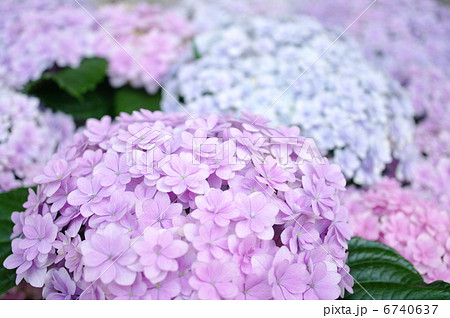 紫陽花 テマリテマリ ピンク の写真素材