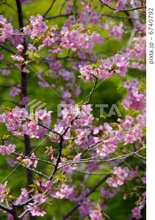 桜 6740792