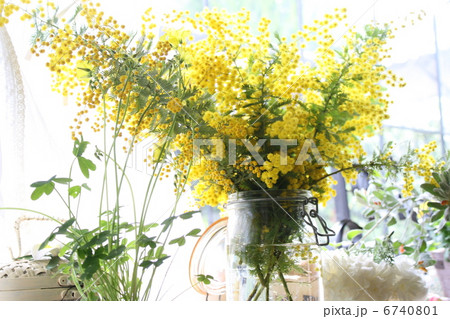 ミモザ花束の写真素材