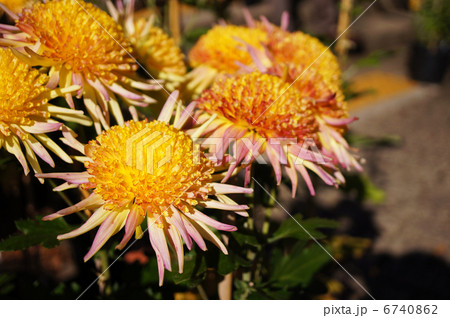 黄色と紫の丁子菊　神代植物公園 6740862