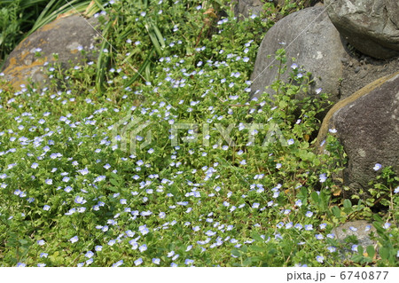 オオイヌノフグリ 6740877