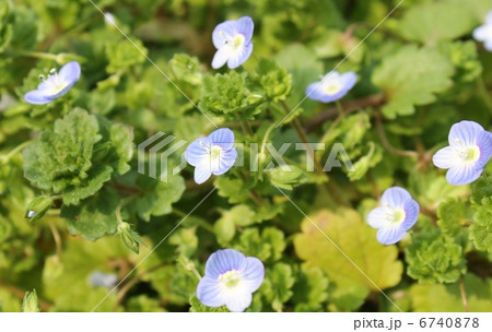 オオイヌノフグリ 6740878