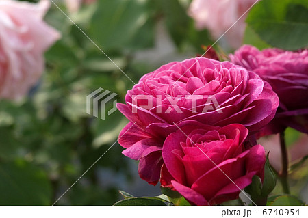 ハイディ・クルムローズ 6740954