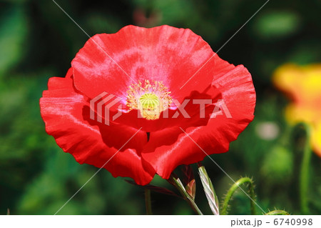 赤いポピー 6740998