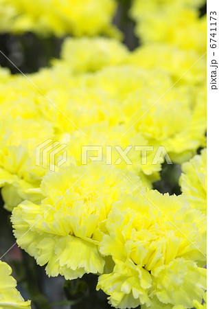 カーネーション 「レモンソーダ」 6741173