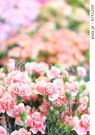 カーネーション 6741200