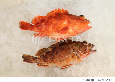 釣り立てカサゴ 6741241