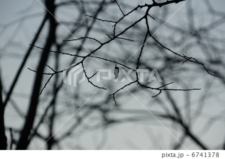 夕暮れのミノムシ 6741378