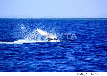 ザトウクジラのテールスラップ 6741380
