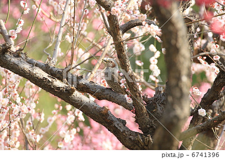 ヒヨドリ ヒヨドリ 6741396