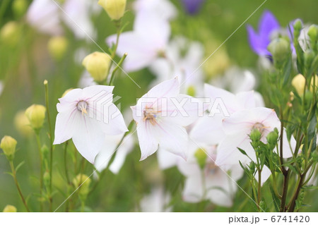 白花桔梗 6741420