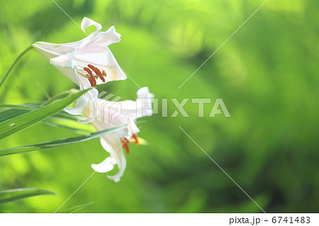 ササユリ ササユリ 6741483