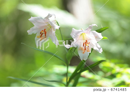 ササユリ ササユリ 6741485