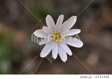 ユキワリイチゲ 6741499