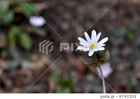 ユキワリイチゲ 6741503