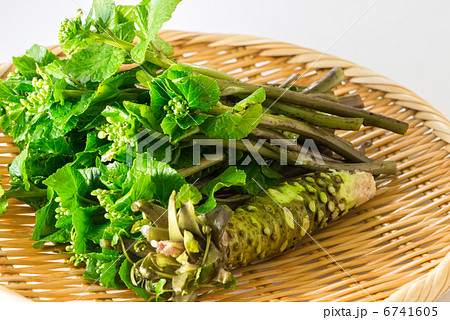 花わさびと本わさび(ざる盛り) 花わさびと本わさび(ざる盛り) 6741605