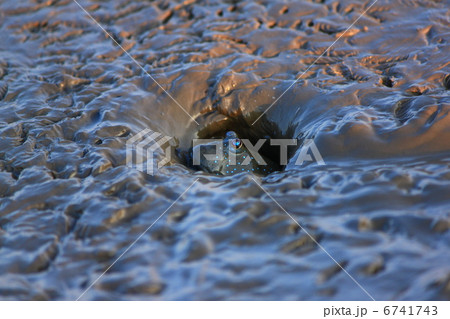 穴から顔を出すムツゴロウ 6741743