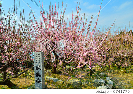 普光寺の臥龍梅 普光寺の臥龍梅 6741779