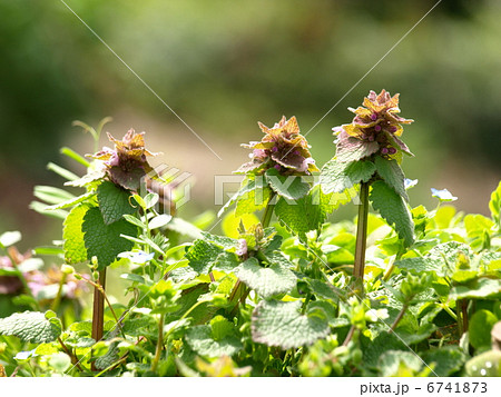 ヒメオドリコソウ 6741873