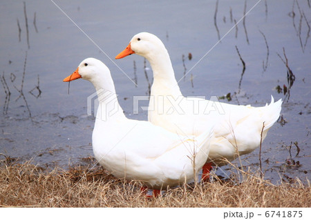二羽のアヒル 6741875