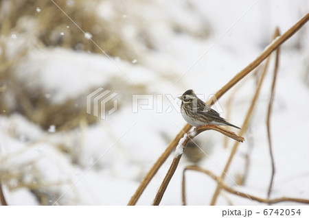 カシラダカ 6742054