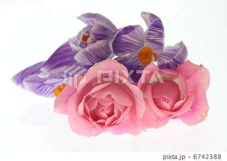 薔薇と絞り咲きクロッカスのフラワーアレンジ 6742388