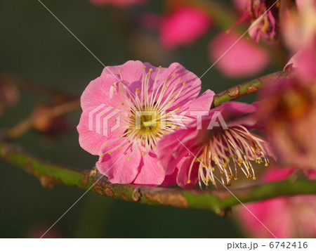 梅の花 2013年2月 梅の花 2013年2月 6742416