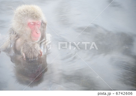 ニホンザル 6742606