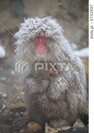 ニホンザル 6742697