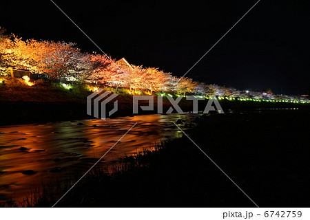 河津桜 6742759
