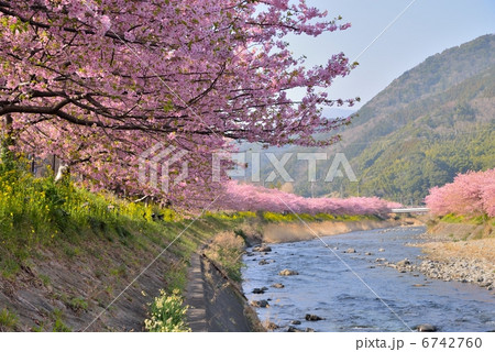 河津桜 河津桜 6742760
