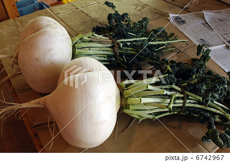 桜島大根 6742967