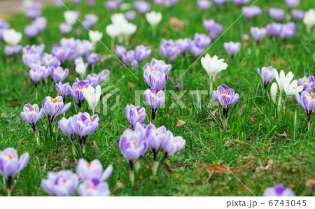 Many beautiful blooming crocuses 6743045