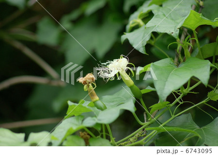 キカラスウリ　黄烏瓜　Trichosanthes kirilowii var. japonica 6743095