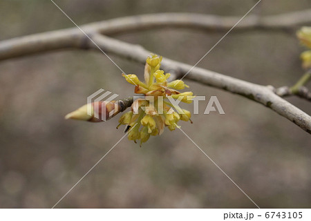 ダンコウバイ　壇香梅　Lindera obtusiloba 6743105