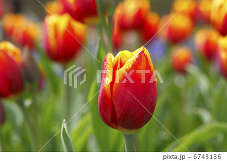チューリップ 6743136