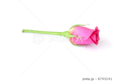 beautiful pink rose isolated on white 6743241