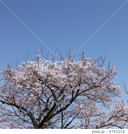 サクラ 6743258