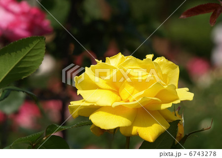 ラディアント・パフューム 6743278