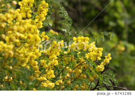 ジャケツイバラ 6743286