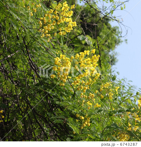 ジャケツイバラ 6743287