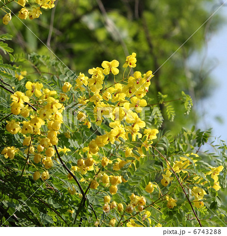 ジャケツイバラ ジャケツイバラ 6743288