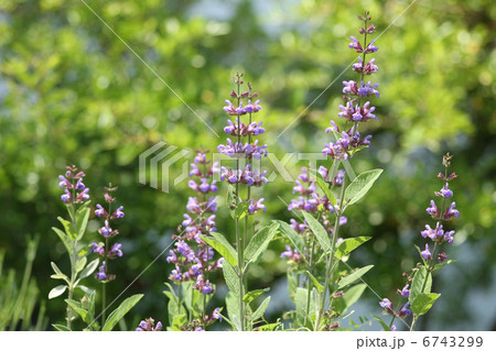 サルビア 6743299