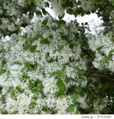 ヒトツバタゴ 6743300