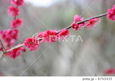 紅梅 紅梅 6743435