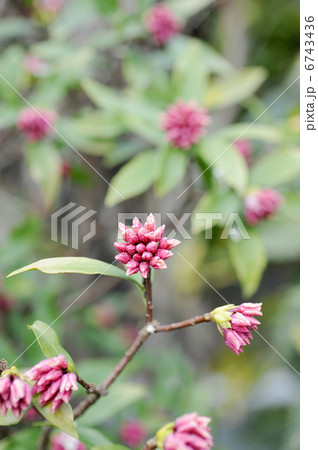 ジンチョウゲの蕾 6743436