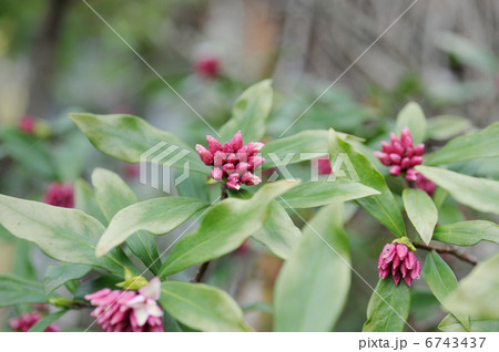 ジンチョウゲの蕾 ジンチョウゲの蕾 6743437