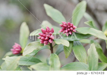 ジンチョウゲの蕾 ジンチョウゲの蕾 6743439